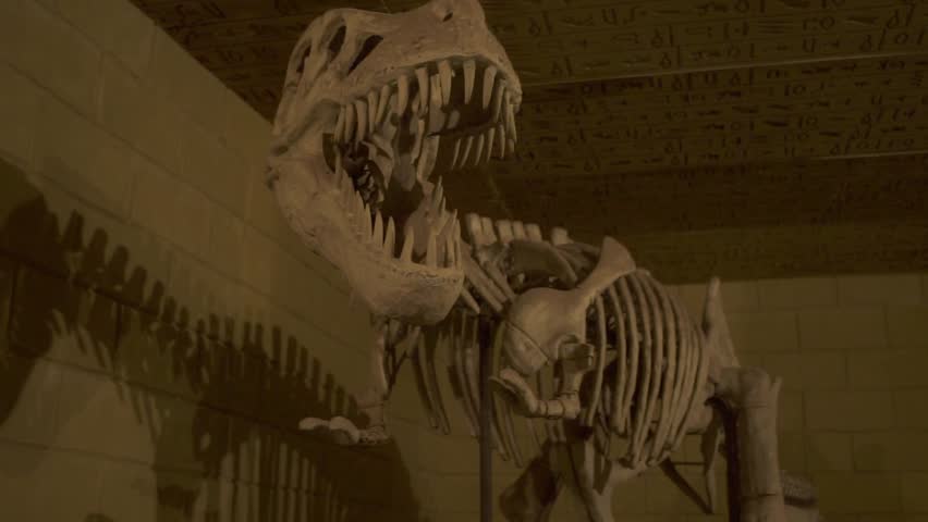 Cinematic close-up footage of a Tyrannosaurus Rex (T-Rex) skeleton fossil replica displayed in a museum exhibit. The camera captures the aggressive pose with an open jaw full of sharp teeth and detailed rib cage, highlighting the terrifying power of this prehistoric predator.
