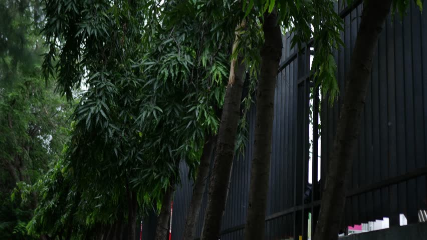 Wooden Fence Under Big Trees in Green Park Garden Peaceful Natural Landscape Scene