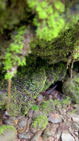 A very beautiful plant on the edge of dripping water