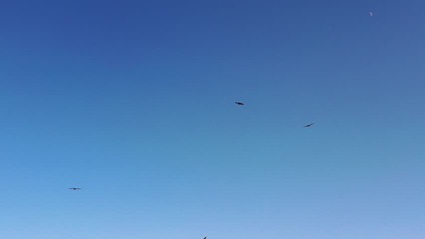 Aerial view of a flock of black kites (Milvus migrans)
