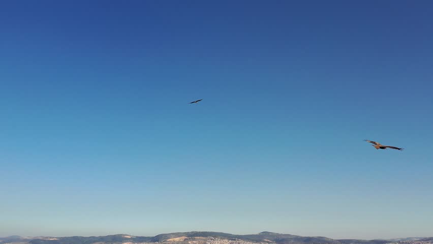 Aerial view of a flock of black kites (Milvus migrans)