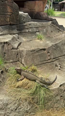 a rhinoceros iguana standing on grass and rocks. It is an endangered species endemic to the Caribbean island of Hispaniola. an iguana at the zoo