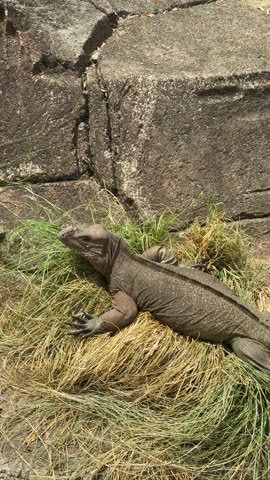 a rhinoceros iguana standing on grass and rocks. It is an endangered species endemic to the Caribbean island of Hispaniola. an iguana at the zoo