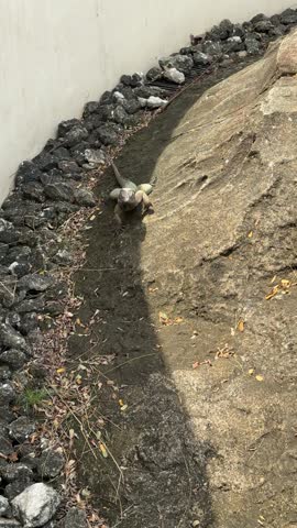 a walking rhinoceros iguana with a curious look toward zoo visitors. the rhinoceros iguana (Cyclura cornuta) is an endemic species found on the Caribbean island of Hispaniola (Haiti and the Dominican Republic)