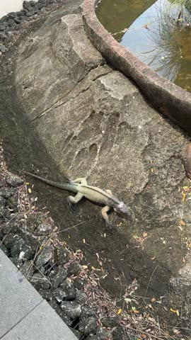 a walking rhinoceros iguana with a curious look toward zoo visitors. the rhinoceros iguana (Cyclura cornuta) is an endemic species found on the Caribbean island of Hispaniola (Haiti and the Dominican Republic)