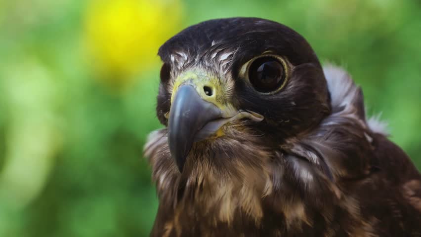 Majestic peregrine falcon head close-up portrait against a blurred natural green background