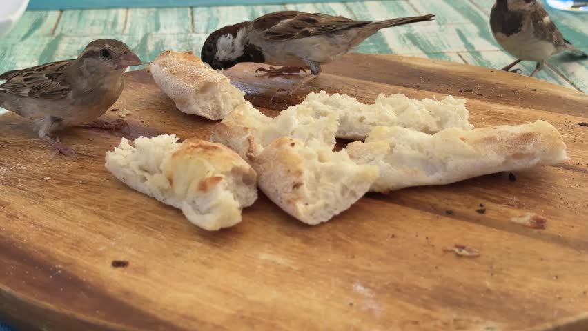 A small bird hops on a wooden cutting board. It pecks at pieces of bread scattered on the board. Sunlight shines on the table. The setting is casual and outdoor.