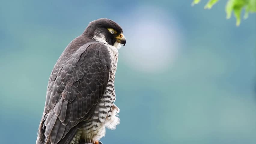 A powerful peregrine falcon perched with sharp yellow eyes