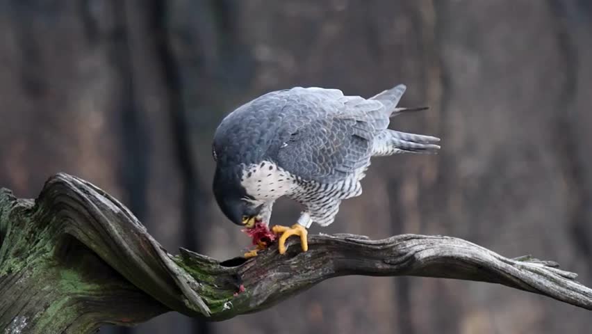 A peregrine falcon perched on a branch, feeding on its prey