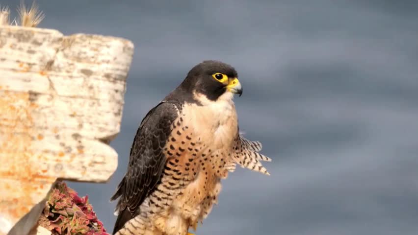 Peregrine falcon perched and alert close up wildlife video
