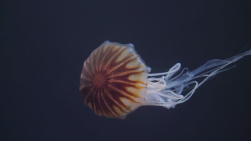 Beautiful Japanese Sea Nettle (Chrysaora pacifica) jellyfish swimming gracefully in dark blue water. Close up 4K footage of exotic marine life moving elegantly