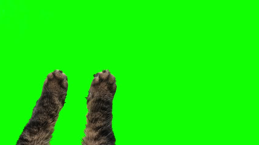 Cat paw isolated green background. Cat reaching up with paw. Pet raising up his paw on green screen isolated with chroma key. Feline tabby paws touching, clicking, tapping and swiping. Real Video. 4K