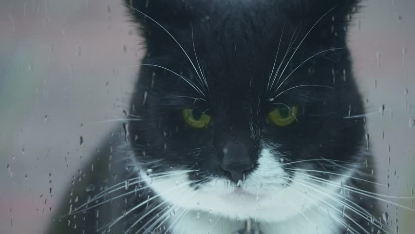 Sad cat under rain standing outside looking toward window. Melancholy feline soaking in rain staying outdoors longing for warmth. Lonely domestic cat remaining in rainy weather gazing inside hoping
