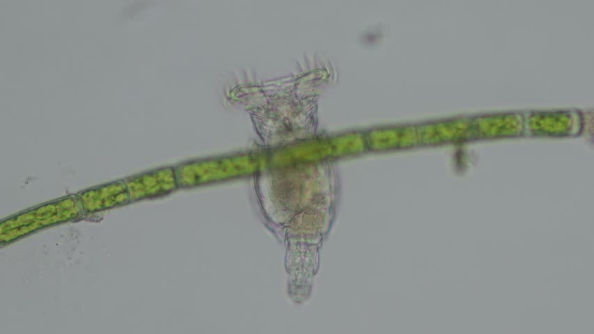 Microscopic video of a rotifer (Brachionus plicatilis) recorded at 200x magnification using bright-field microscopy.
This footage reveals the internal anatomy and natural behavior of a planktonic rotifer, including its rotating ciliated corona used for locomotion and feeding. Brachionus plicatilis is a well-known zooplankton species found in freshwater and brackish environments and is widely used in scientific research, aquaculture, and ecological studies.
Captured in bright-field illumination, the video clearly demonstrates the structural complexity of microscopic animal life, making it ideal for educational materials, scientific documentaries, biology presentations, and nature-focused media projects.