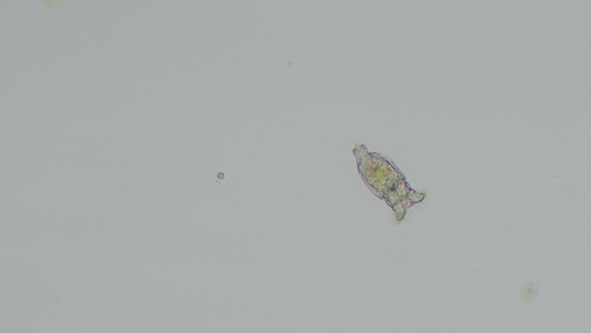 Microscopic video of a rotifer (Brachionus plicatilis) recorded at 100x magnification using bright-field microscopy.
This footage reveals the internal anatomy and natural behavior of a planktonic rotifer, including its rotating ciliated corona used for locomotion and feeding. Brachionus plicatilis is a well-known zooplankton species found in freshwater and brackish environments and is widely used in scientific research, aquaculture, and ecological studies.
Captured in bright-field illumination, the video clearly demonstrates the structural complexity of microscopic animal life, making it ideal for educational materials, scientific documentaries, biology presentations, and nature-focused media projects.