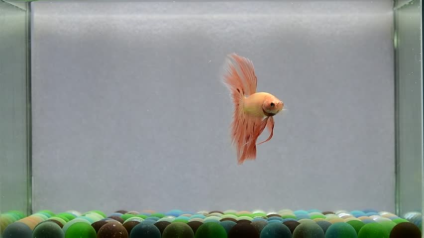 Betta fish fancy orange vanda halfmoon long tails from Thailand, Siamese fighting fish on isolated Grey background.