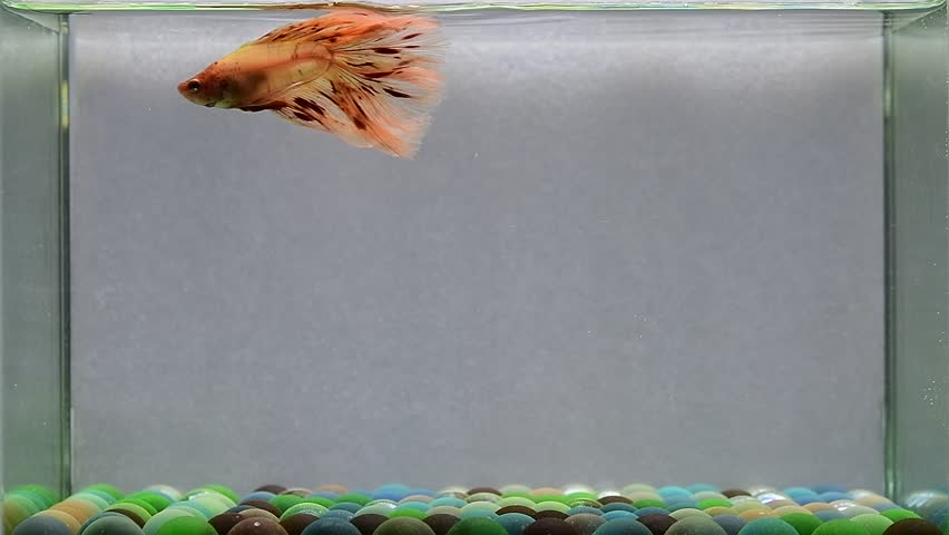 Betta fish fancy orange vanda halfmoon long tails from Thailand, Siamese fighting fish on isolated Grey background.