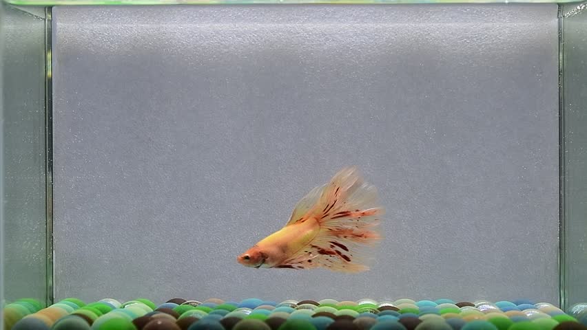 Betta fish fancy orange vanda halfmoon long tails from Thailand, Siamese fighting fish on isolated Grey background.