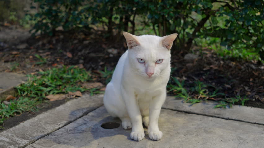 White cat sitting and staring calmly at camera, quiet and emotional street cat portrait, peaceful feline expression in urban outdoor environment during daylight