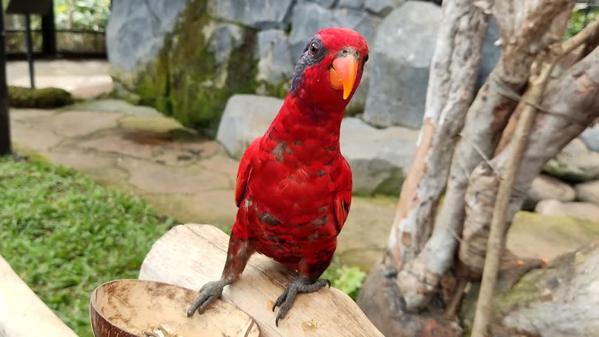 The Blue-eared Lory (Eos semilarvata) is an endemic parrot species of Indonesia, found primarily in tropical forest habitats. This vibrant bird is recognized by its striking red plumage and distinctiv
