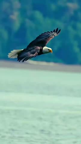 Majestic Bald Eagle Soaring in Slow Motion Over Turquoise Water with Forest Background