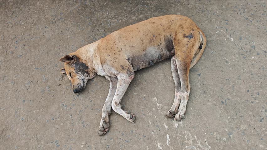 Sick stray dog lying helplessly on a roadside