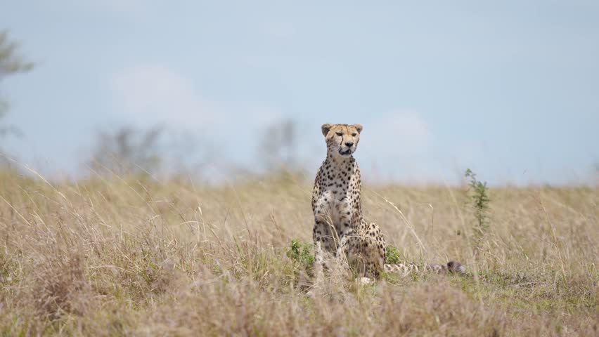 Cheetah Close Up Portrait, African Wildlife in Africa, Sitting on Termite Mound in Masai Mara, Beautiful Kenya Safari Animals in Maasai Mara Savanna Landscape Scenery with Copy Space
