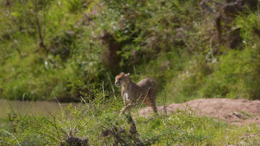 Cheetah Jumping Over Stream in Maasai Mara, Kenya – African Wildlife Big Cat in 4K