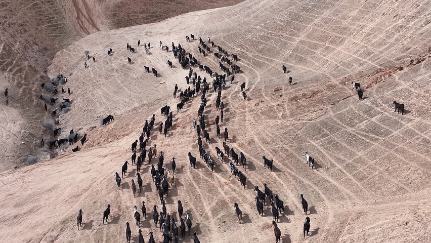Aerial Bedouin Shepherd Guiding Goat Herd Judea Desert

Drone footage of Bedouin shepherd guiding goats in Judea Desert Israel, 31 December 2025.

