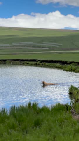 Golden retriever dog swimming in the lake
