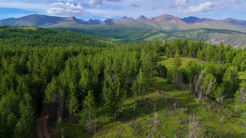 Green spruce trees on rocky mountain slopes, blue clouds in the sky, drone view
