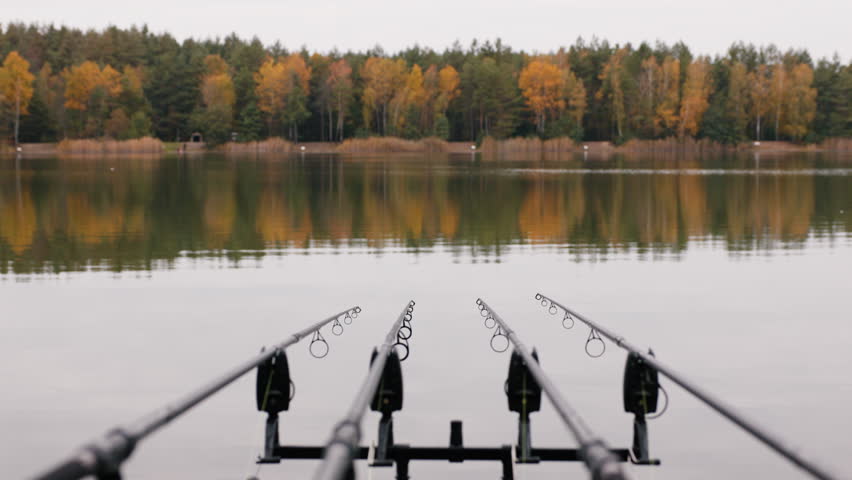 Fishing rods lined up on rod holders pointing toward calm lake with autumn forest reflection, carp fishing setup ready for bite, peaceful freshwater angling scene, outdoor recreation patience concept