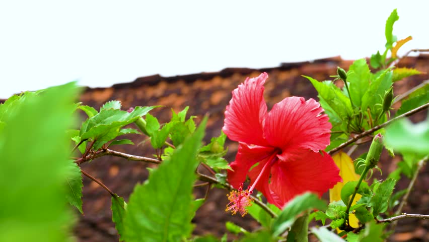 Close-up of a vibrant red hibiscus flower in full bloom, featuring detailed petals and prominent yellow stamens, set against a softly blurred green garden background in natural daylight.