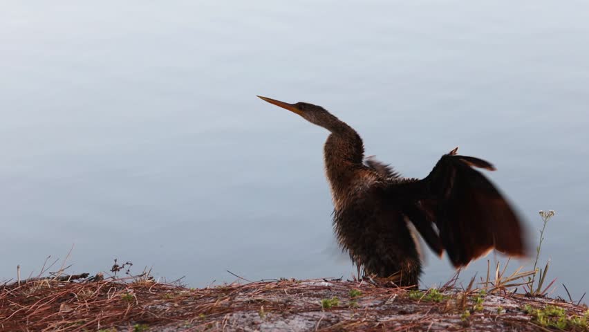 Female Anhinga Shaking Wings to Dry on Lake Shore
