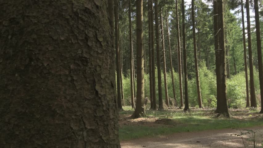 The Ardennes Forest in Belgium - Site of the Battle fo the Bulge