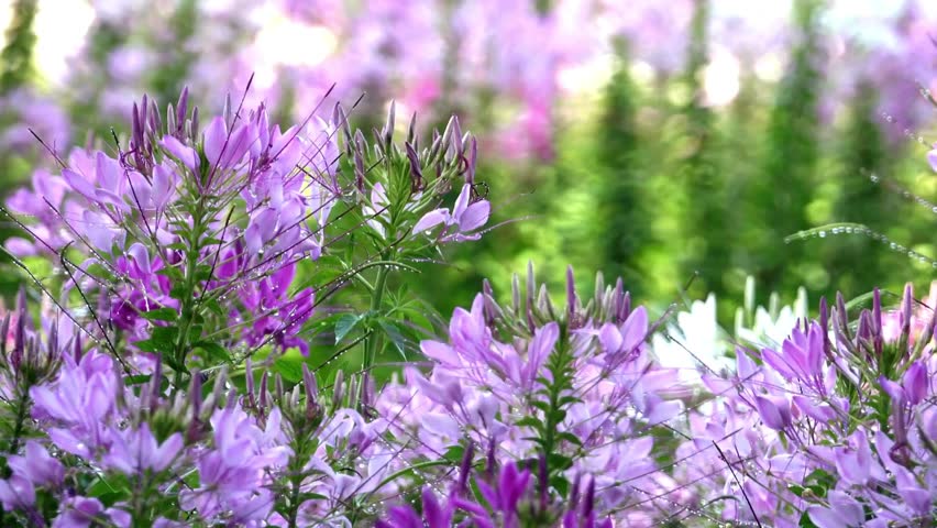 a stretch of purple flowers in a very beautiful garden, footage