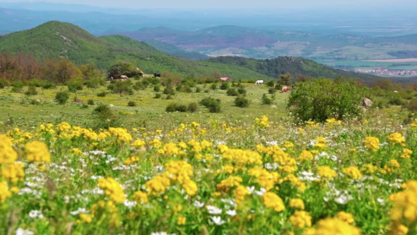 yellow flowers are on the hills