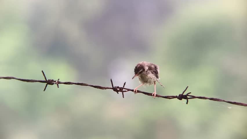 This video captures a small bird standing on a barbed wire fence, showcasing its delicate features, The serene backdrop highlights the beauty of nature and the tranquility of rural settings, making it ideal for diverse projects.