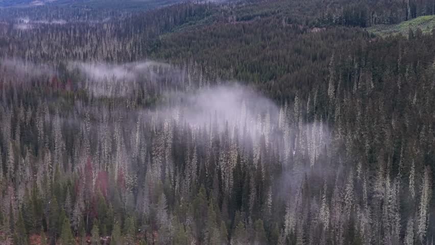 Aerial View of Misty Evergreen Forest in British Columbia, Canada