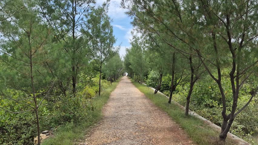 Gravel Path Through Lush Green Pine Trees in a Coastal Area on a Sunny Day.