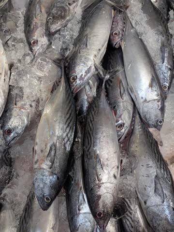 "Close-up of fresh raw mackerel fish displayed on ice at a traditional seafood market."