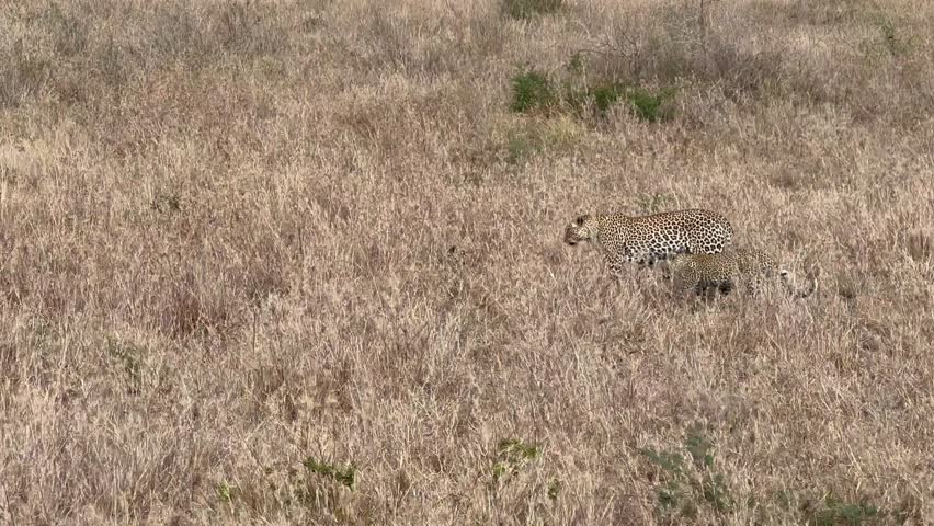 Female Leopard (Panthera pardus) with two cubs in savannah during dry season in Serengeti National Park, Tanzania.