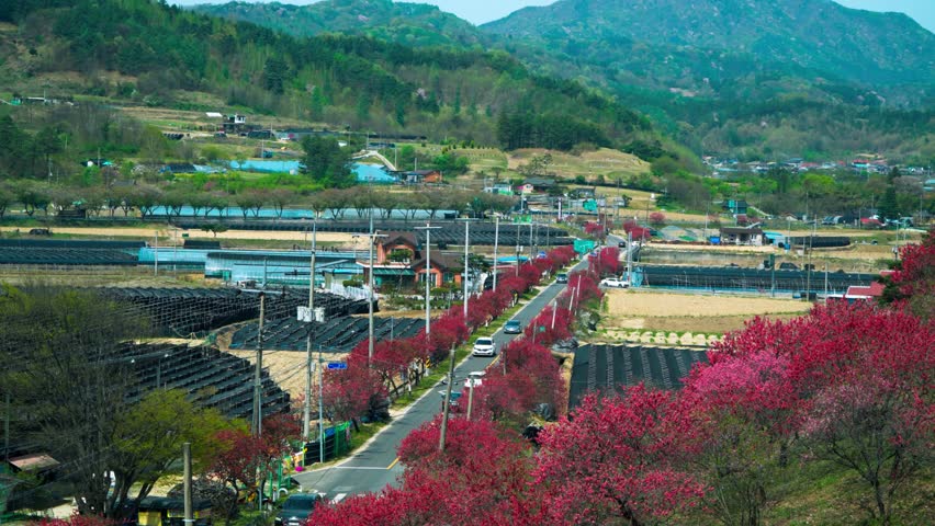 Vehicles travel along Love Flower Road flanked by red peach blossoms and black ginseng cultivation fields in scenic mountain valley during spring festival in Geumsan