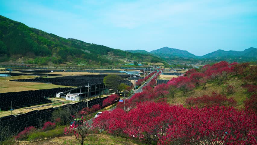 High angle perspective reveals dark ginseng cultivation fields adjacent to vibrant pink peach blossom gardens on mountain slopes during spring season in Hongdo village Geumsan South Korea