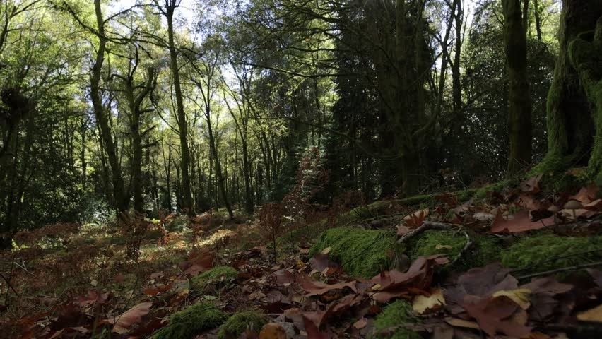 Falling leafs on the autumn season in a forest shot in slow motion