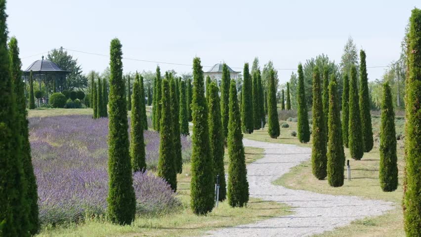Tall cypress trees line a winding path through a lavender field on a sunny day