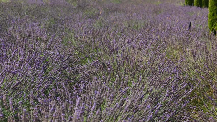 Vast field of lavender flowers in bloom, showing dense purple plants stretching to the horizon.