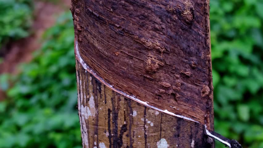 The rubber tree in Sri Lanka, a plantation for the extraction of raw materials for natural rubber products. The technology of obtaining rubber.