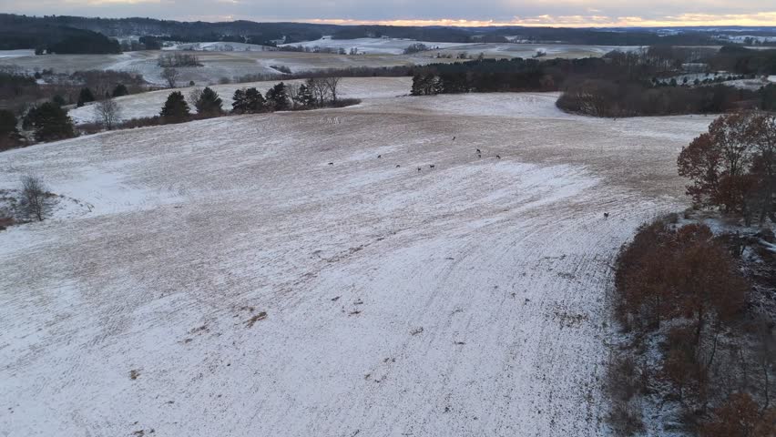 High-angle view of Wisconsin farmland during winter, where a pack of deer stands out against the snow, adding life to the quiet landscape.