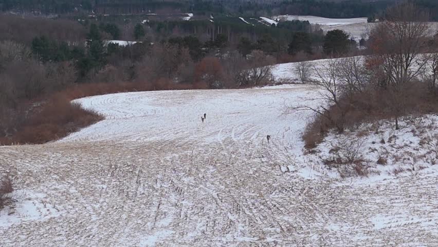 Aerial scene of the Wisconsin countryside coated in snow, capturing open rural land as a pack of deer moves together through the winter terrain.